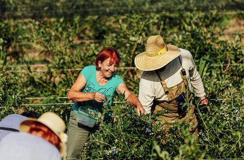 RS Takovo blueberry harvest