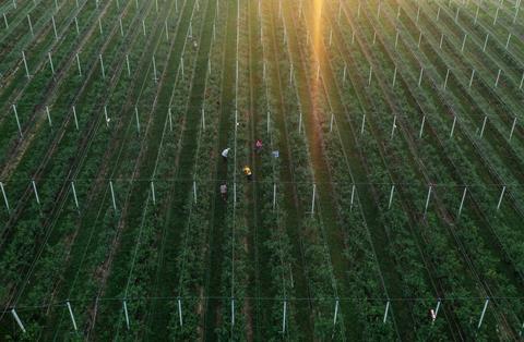 RS Takovo blueberry production