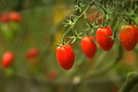 Azura is a leading tomato supplier in Europe