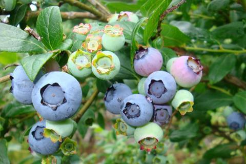 Heidelbeeren am Strauch