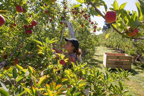 Envy orchard picking