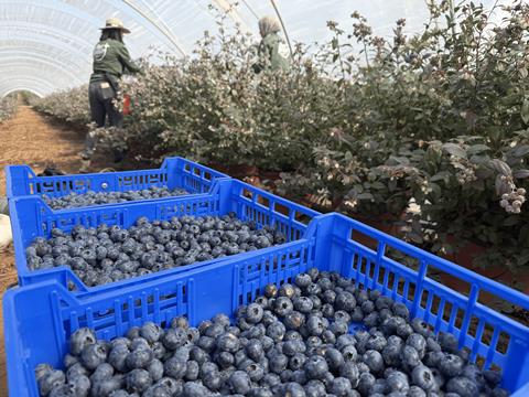 Plus Berries blueberries B