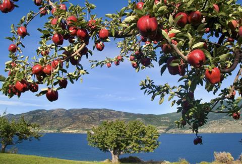 Washington apples