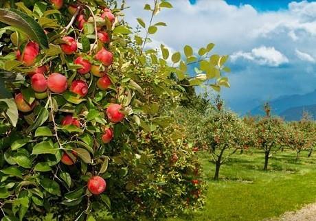 New Zealand apples