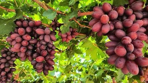 ARRA Cherry Crush