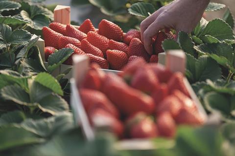 Freshuelva strawberry picking