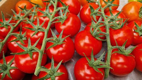 Tomaten