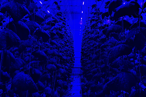 B-SML Sollum Delphy cucumbers