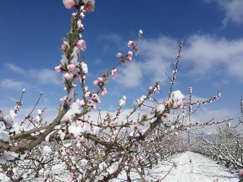 Calabria South Italy February 2018 peaches snow