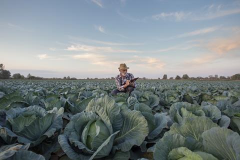Cabbage grower in field with notebook Adobe Stock
