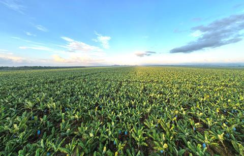 Fyffes banana farm Belize