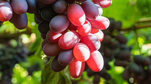 Chilean grapes C copy