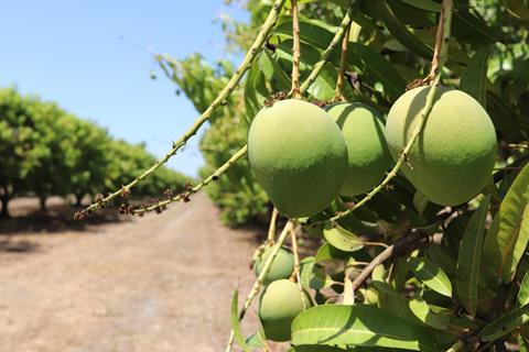 Kensington Pride_Darwin Mango