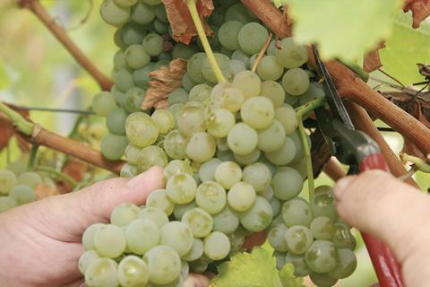 Bayer M2i Group grape clipping MUST CREDIT Bayer AG