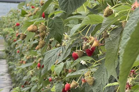 ABB Zawadi raspberries glasshouse