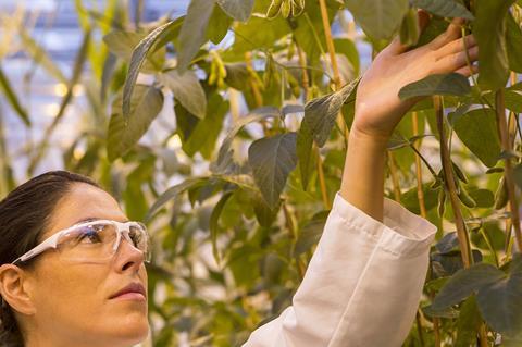 Pflanzenbiotechnologische Forschung im Gewächshaus