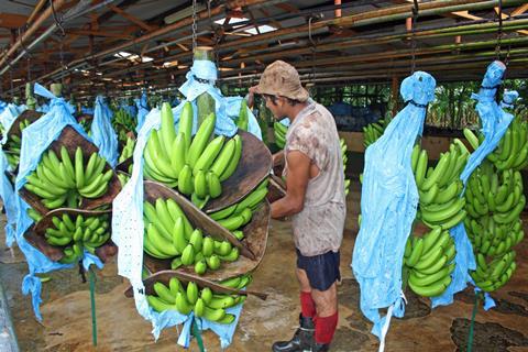 Costa Rica banana workers Dreamstime