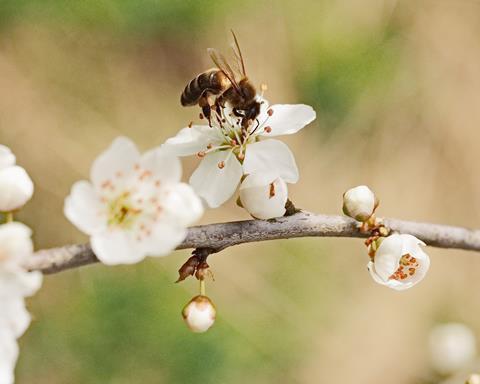 Bienen und andere bestäubende Insekten müssen geschützt werden.