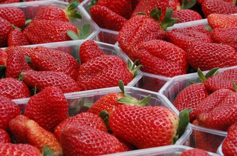 Ägypten Erdbeeren