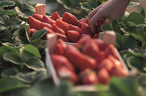 Erdbeeren Recoleccion_fresas