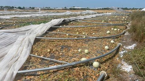 Destroyed melon production Cia Reggio Emilia