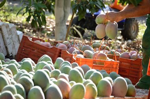 Mangoernte