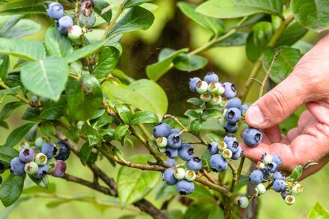 Blaubeeren