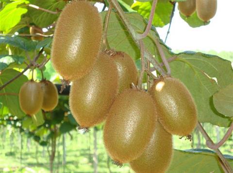 IT Boerica kiwifruit Jingold Bovo