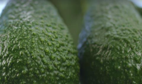 Cartama avocados