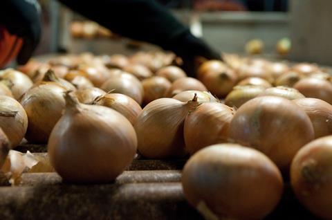 AU Australia Premium Fresh Forth Tasmania onions sorting-4