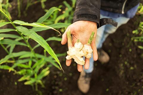 Sawari Fresh ginger