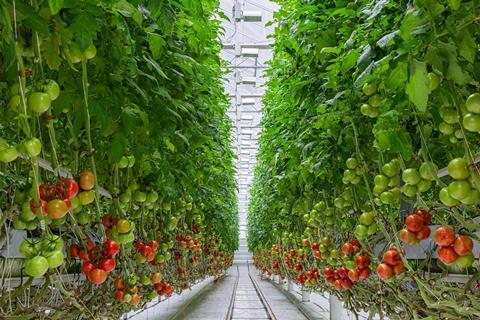 Tomato greenhouse