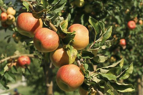 French apples