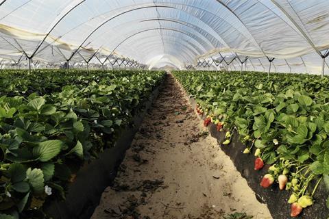 Strawberry production in polytunnels Huelva Spain Adobe Stock