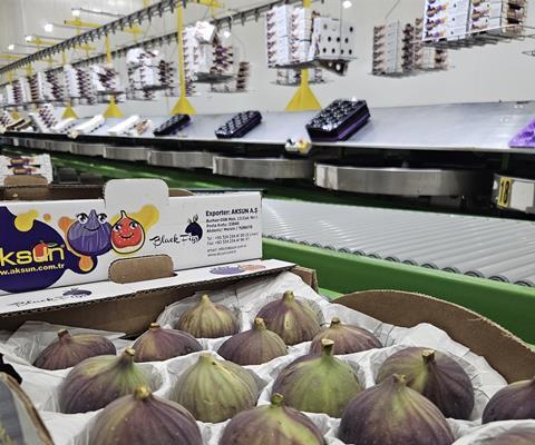 TU Aksun figs