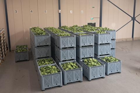 The Banana Factory bananas