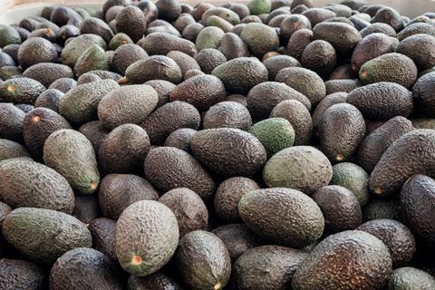 Harvested Hass avocados in bin Adobe Stock