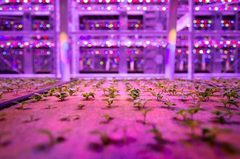 Microgreens im Hi-Tech-Anbau wachsen aus einem Vlies, im Hintergrund blinken technologische Geräte