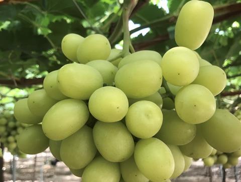 Bloom Fresh Sweet Globe