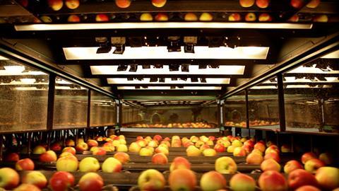 DE BayWa apple sorting Bodensee