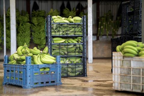 Bananas packed for export Adobe Stock