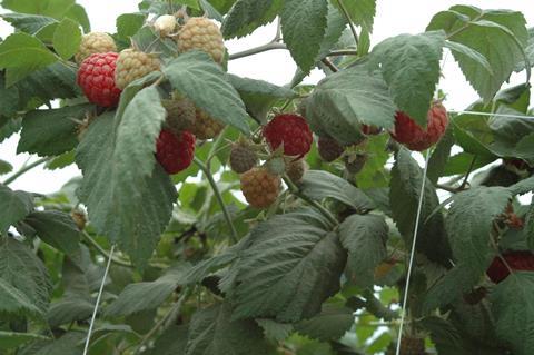 Himbeerproduktion - reife und unreife Himbeeren am Strauch