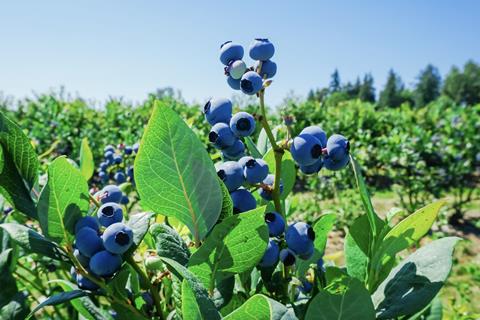 Blueberries Burlington Washington USA