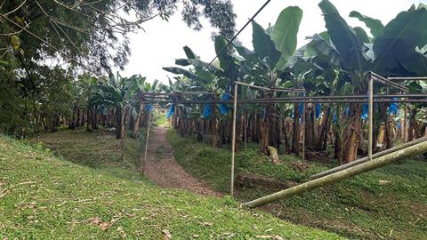 SHP Group says Guatemala is one country expanding its banana plantations