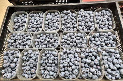 Blueberries Zimbabwe Horticultural Development Council