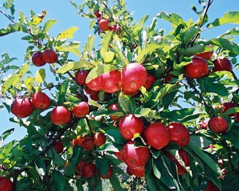 New Zealand apples