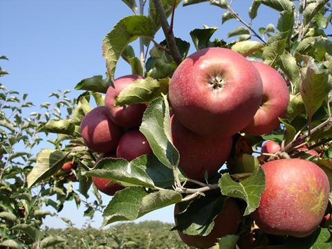 Äpfel am Baum