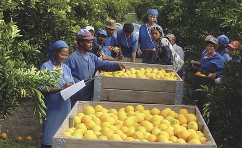 RSA citrus