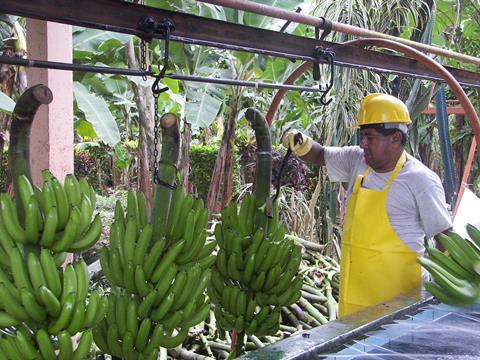 Ecuador banana worker