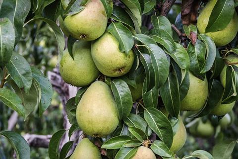 Washington pears Chelan County